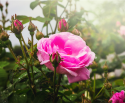 Pink rose blooming on a shrub