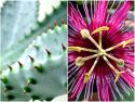 Williams conservatory flowers and succulent leaves.