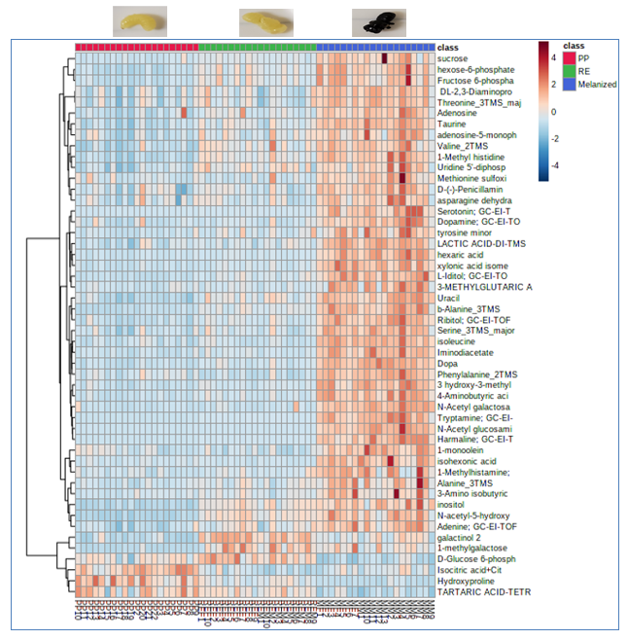 Megachile pupa stage metabolomics