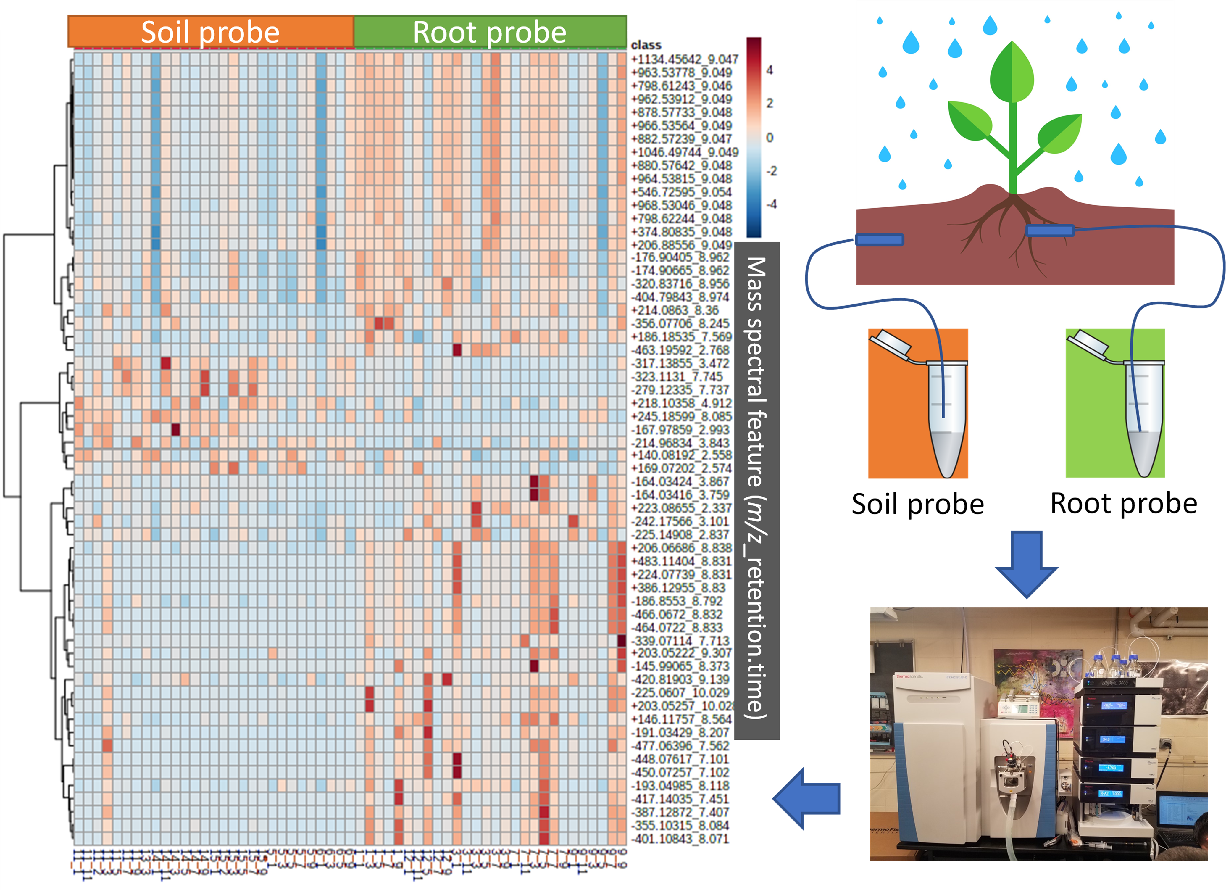 Root exudate microdyalysis sampling and HILIC-Orbitrap-MS detection