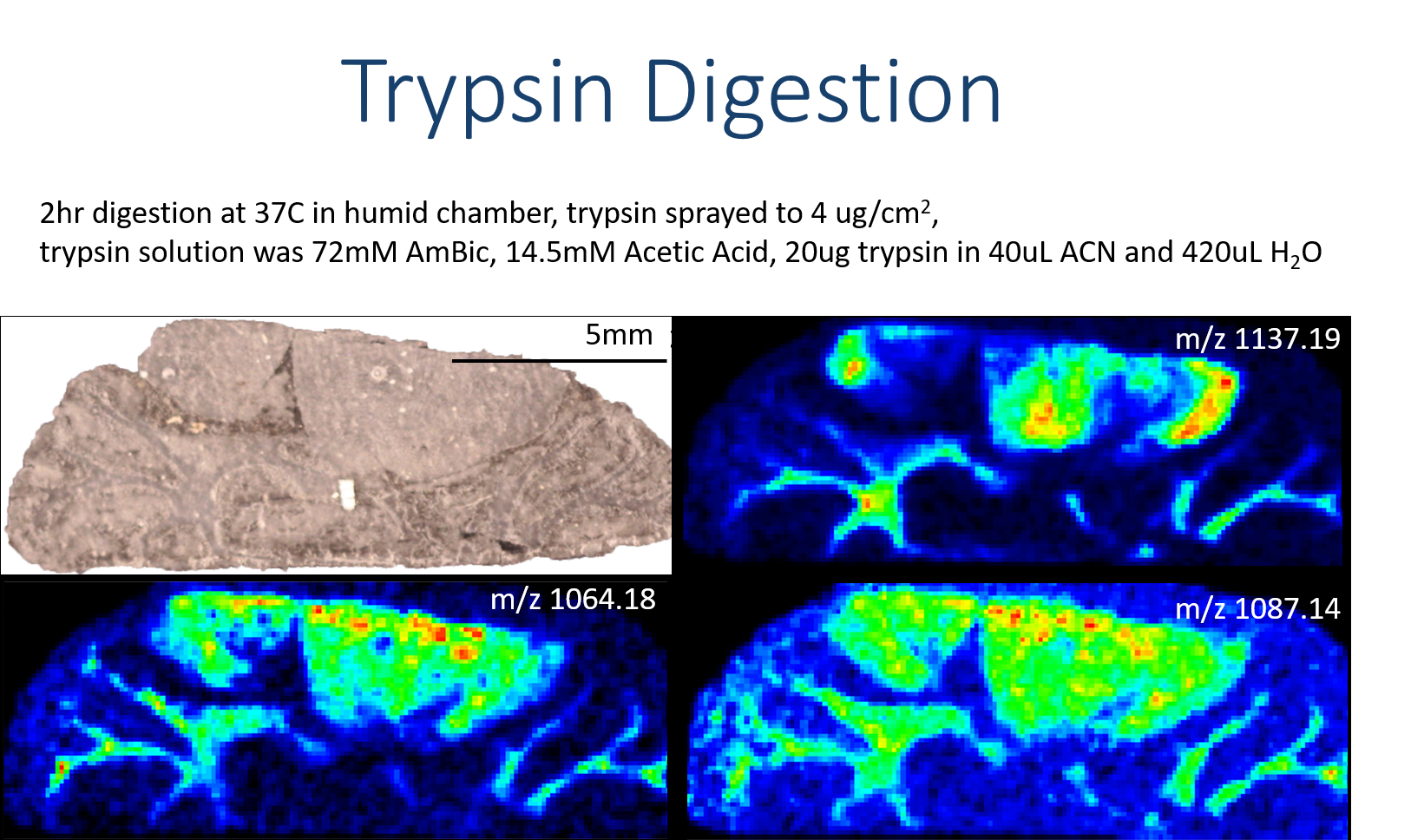 trypsin_digest_brain_ims.png