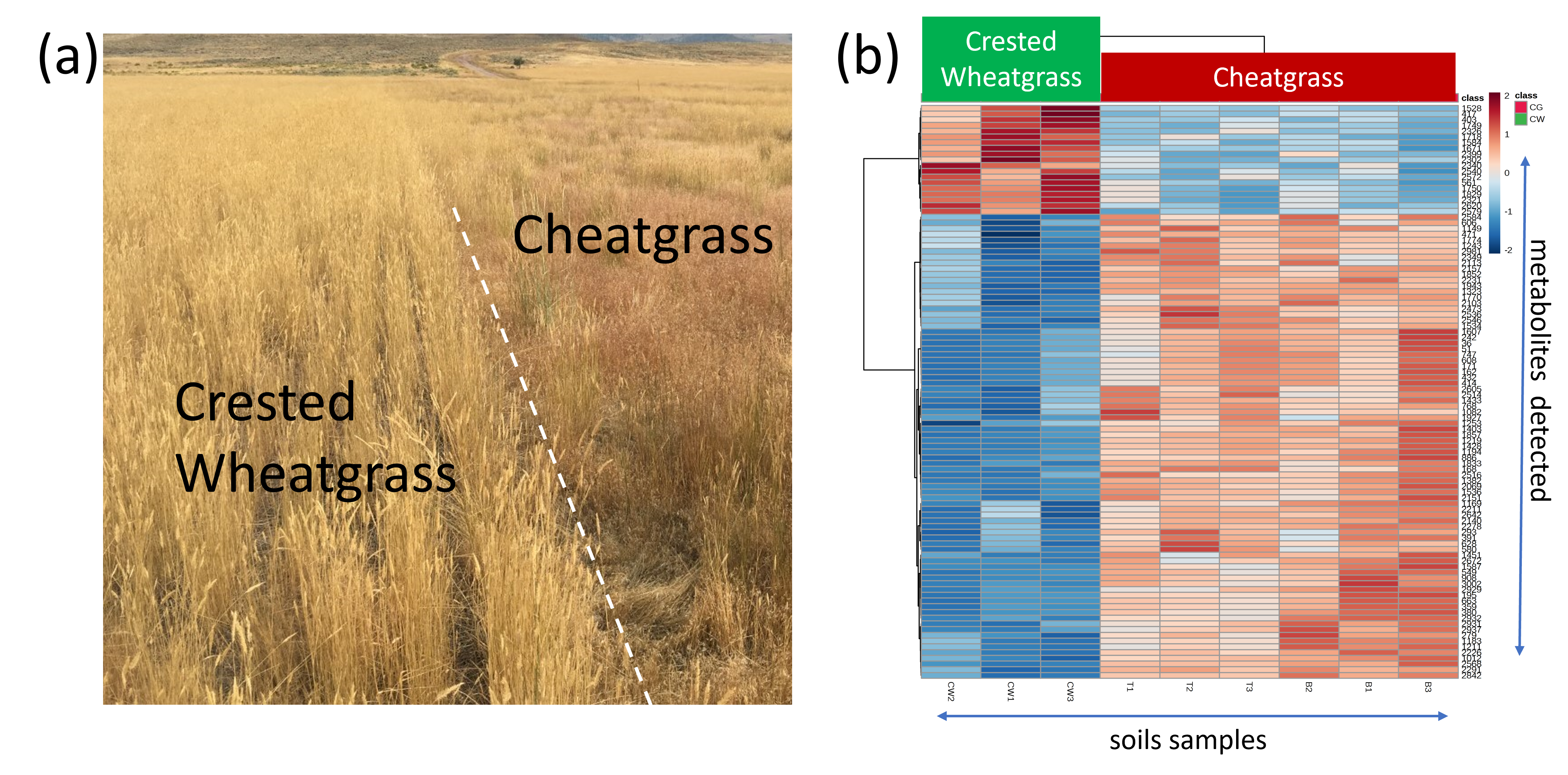 cheat grass metabolomics