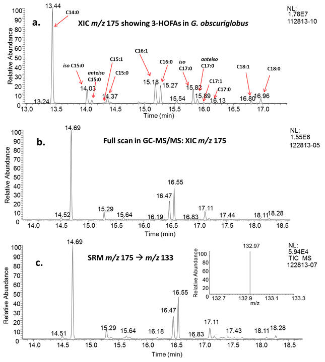 GC-MS of G. ob fatty acids