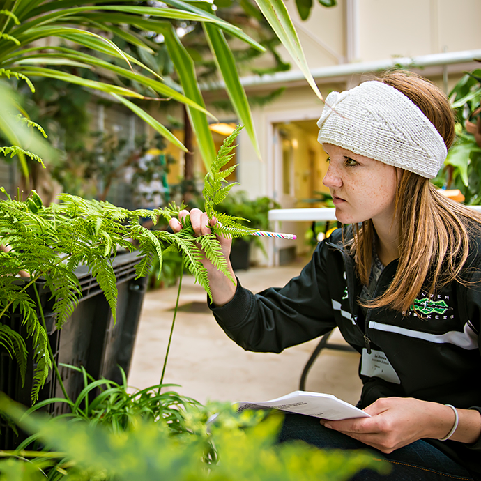 A student examines the leaves of a plant growing in the Aven Nelson greenhouse.