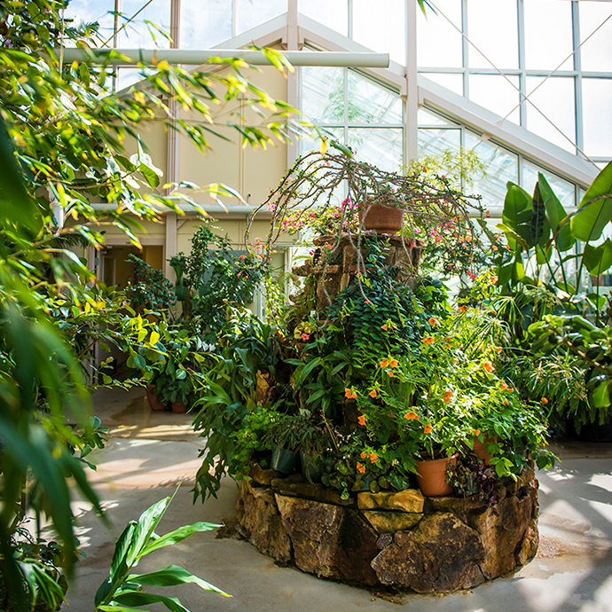 Several green, leafy plants grow in organized structures throughout the Aven Nelson greenhouse.