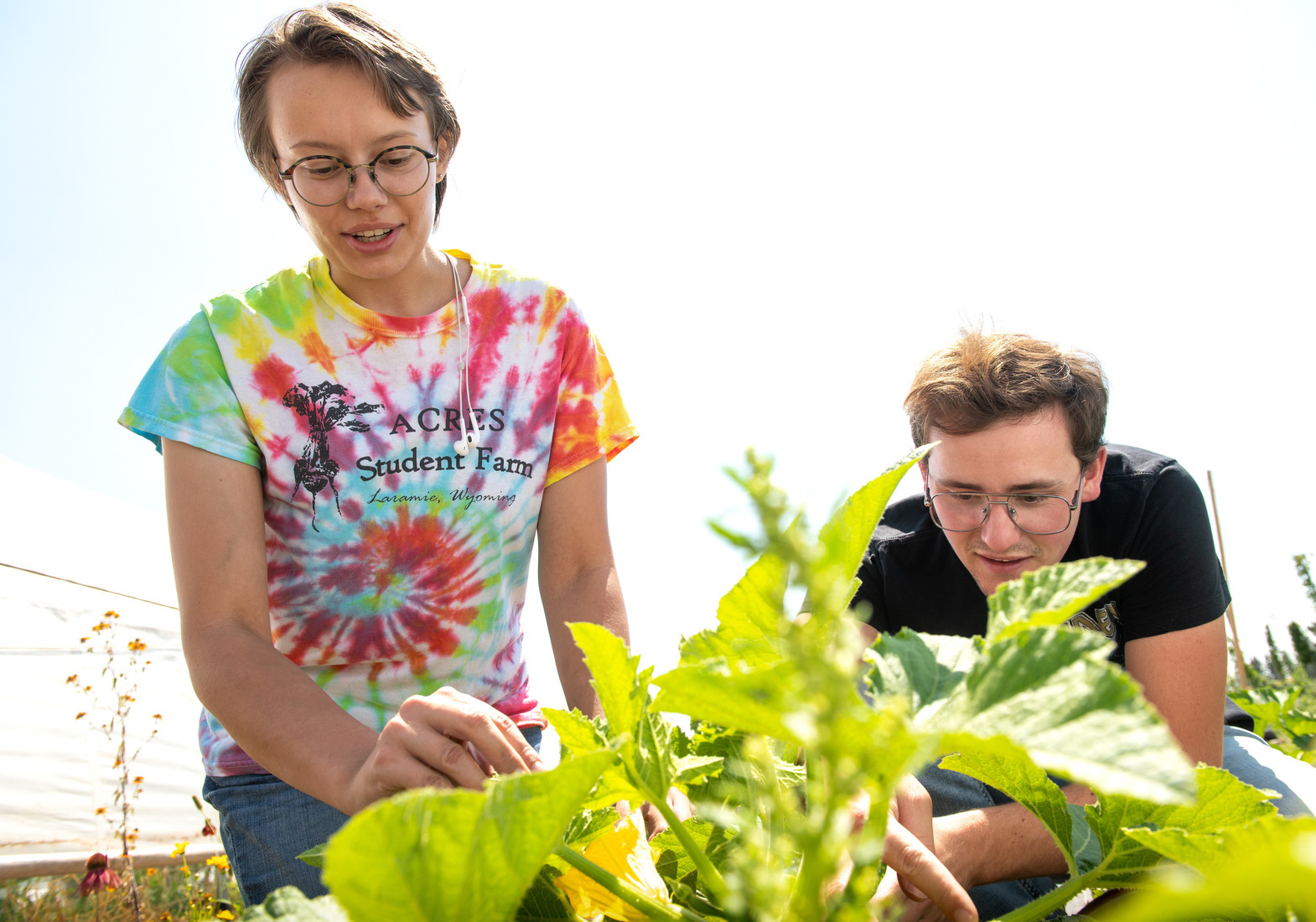 students tend to plants at the Acres student farm