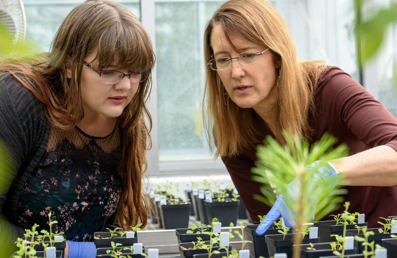 Botany professor Cynthia Weinig working with a student in the Williams Conservatory.