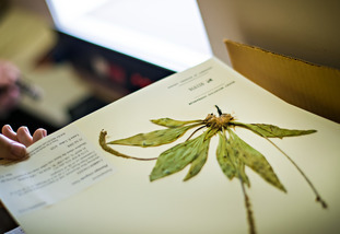 Rocky Mountain Herbarium