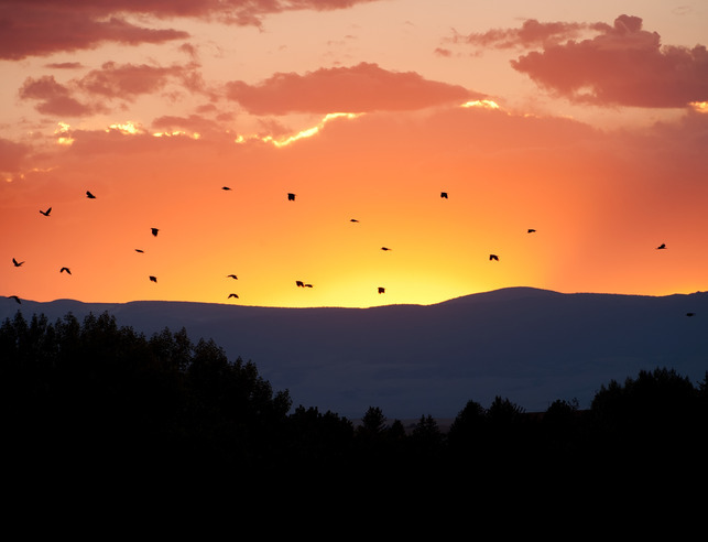 (Cattle in pastures, with the Uinta Mountains)