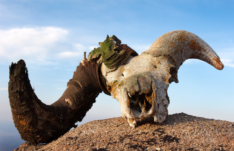 Big Horn Skull
