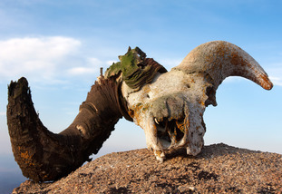Big Horn Skull