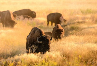 Buffalo