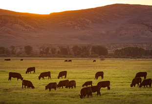 Cows Grazing at Dusk