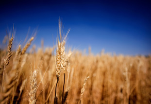 Fall Wheat