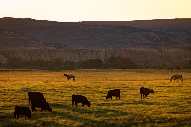 Cattle in pastures, with the Uinta Mountains