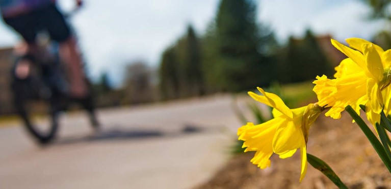 Image of daffodils with a person riding a bike in the background 