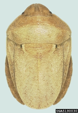 Eurygaster integriceps