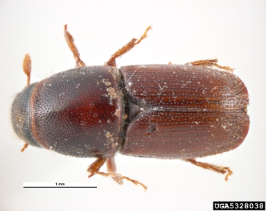 Scolytus multistriatus