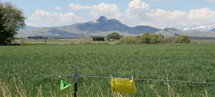 Insect traps hang outside Cody, WY as part of the Small Grains Commodity Survey