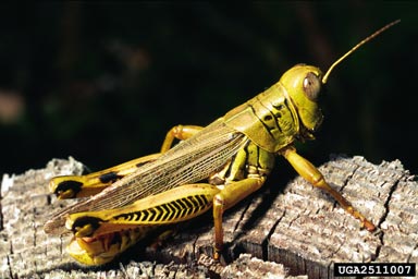 Differential Grasshopper (Melanoplus differentialis)