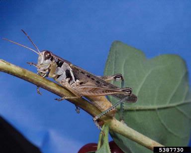 Migratory Grasshopper (Melanoplus sanguinipes)