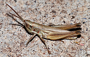 Obscure Grasshopper (Opeia obscura)