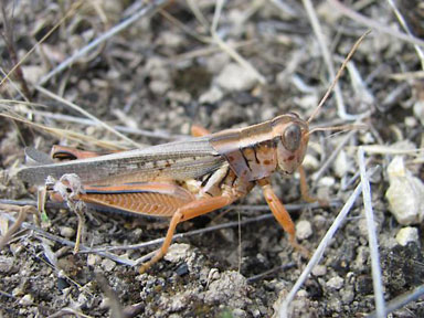 Packard Grasshopper (Melanoplus packardii)