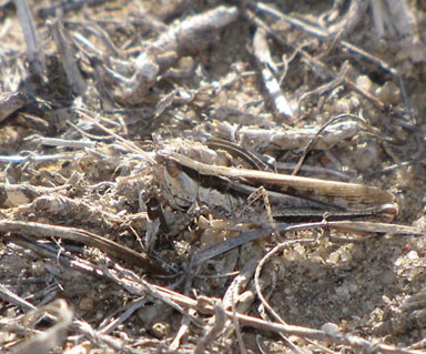 Spottedwinged Grasshopper (Cordillacris occipitalis)