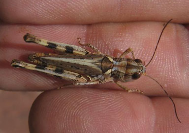 Whitecrossed Grasshopper (Aulocara femoratum)
