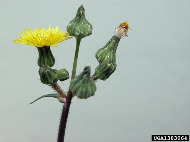 Perennial Sowthistle