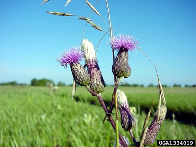 Canada Thistle