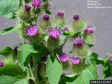 Common Burdock