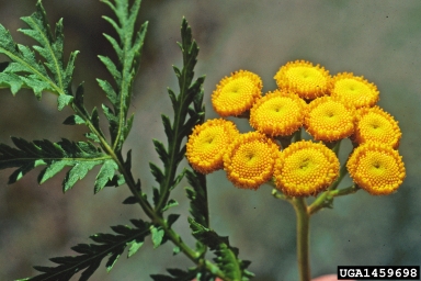 Common Tansy