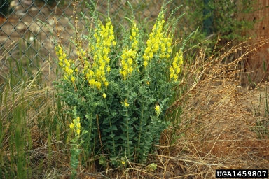 Dalmation Toadflax