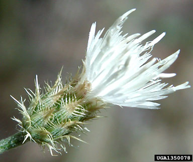 Diffuse Knapweed