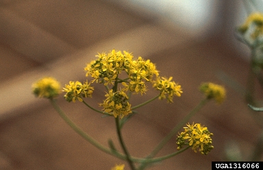 Dyer's Woad