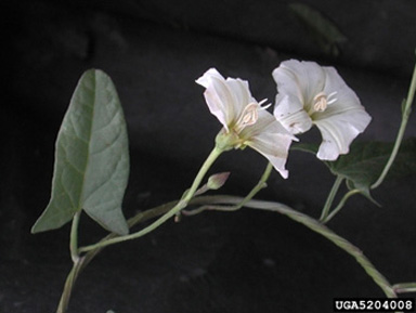 Field Bindweed