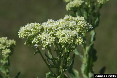 Hoary Cress