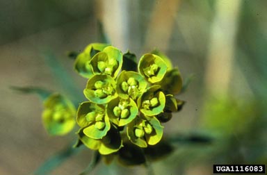 Leafy Spurge