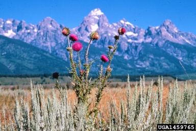 Musk Thistle