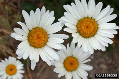 Oxeye Daisy