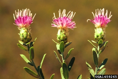 Russian Knapweed