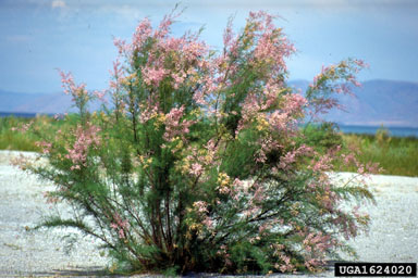 Saltcedar