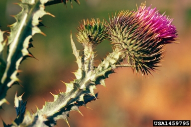 Scotch Thistle