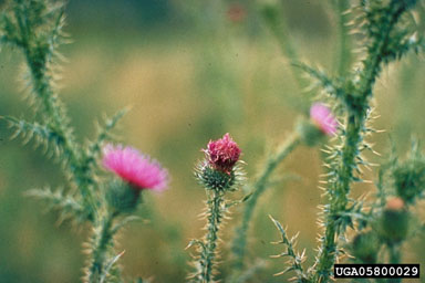 Spiny Plumeless Thistle