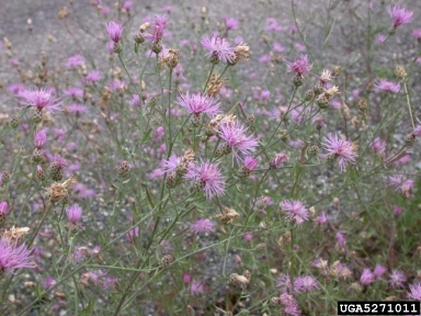 Spotted Knapweed