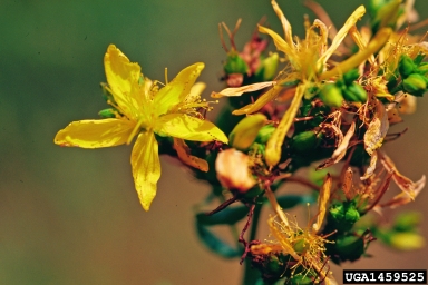 St. Johnswort