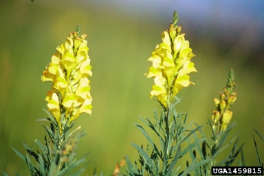 Yellow Toadflax