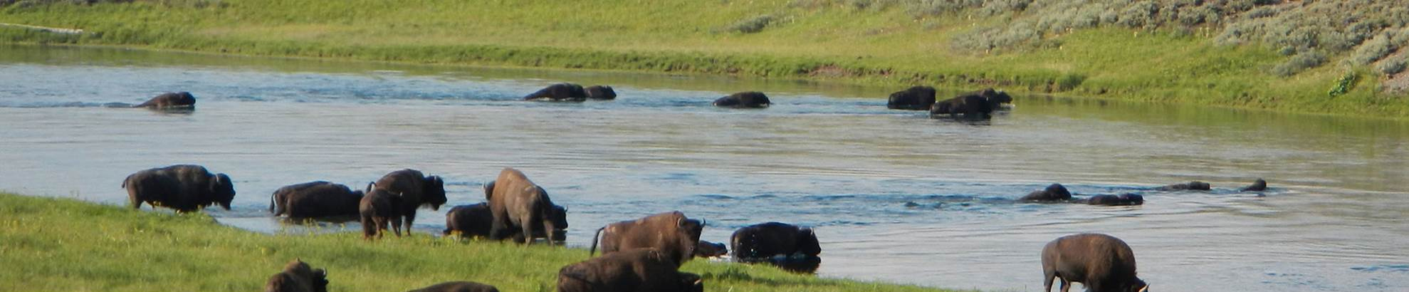 Bison in water