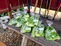 Lettuce harvested from the community garden in Cody. 